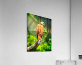 Golden Forest Guardian Acrylic Print