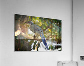 Blue-Crest Sentinel Acrylic Print