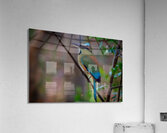 Tropical Daydream Acrylic Print