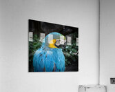 Feathered Jewel Acrylic Print
