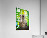 Silent Sentinel Impression acrylique