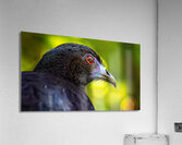 Midnight Gaze Acrylic Print