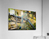 Tropical Whisper Acrylic Print