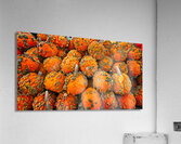 Autumn Harvest Glow Acrylic Print