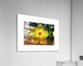 Yellow Flower Glow Acrylic Print