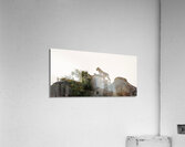 Pride on the Rocks Acrylic Print