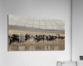Wildebeest Migration Line Impression acrylique