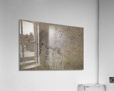 Cheetah on Patrol Impression acrylique