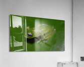 Glass Frog on Leaf Acrylic Print