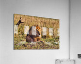 Majestic Morning King Acrylic Print