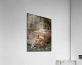 Royal Rest Impression acrylique