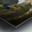 Blue-Crest Sentinel Metal print