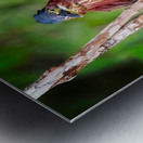 Little Forest Acrobat Impression metal