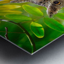 Silent Sentinel Impression metal