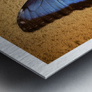 Blue Wing Beauty Metal print