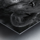 The Lioness Stare Impression metal