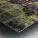 Jackal in the Grass Impression metal