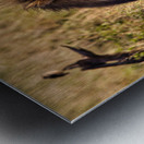 Majestic Morning King Metal print