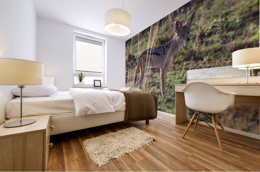 Jackal in the Grass Impression murale