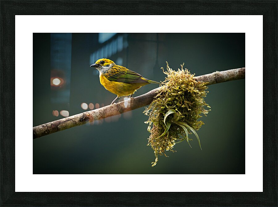 Golden Morning Song Picture Frame print