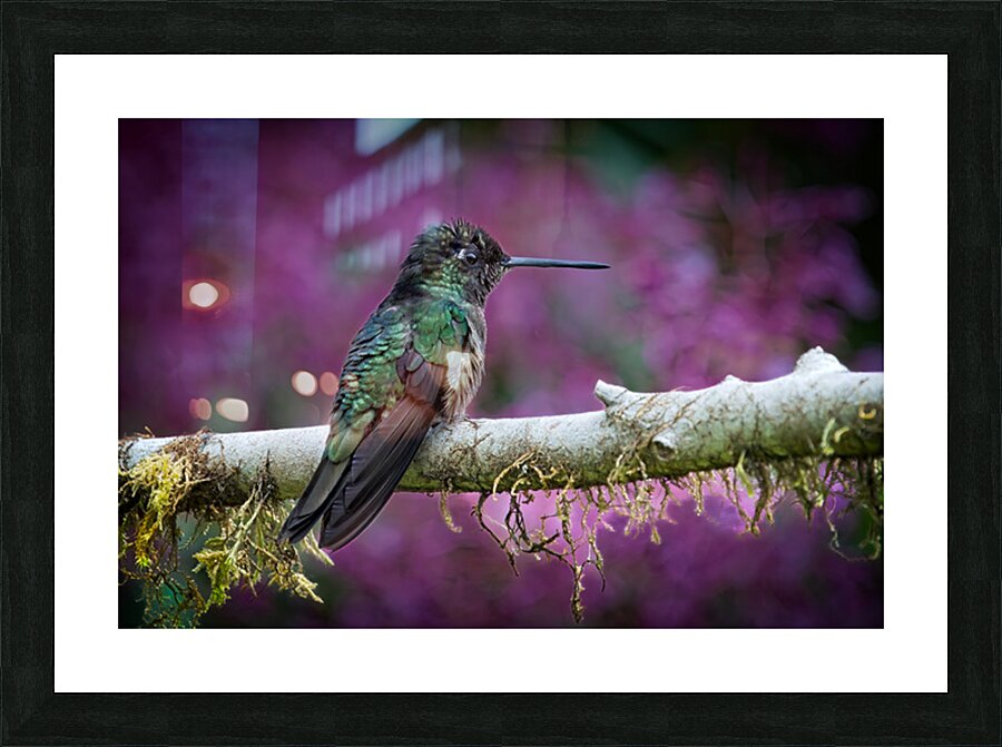 Quiet Jewel Impression et Cadre photo