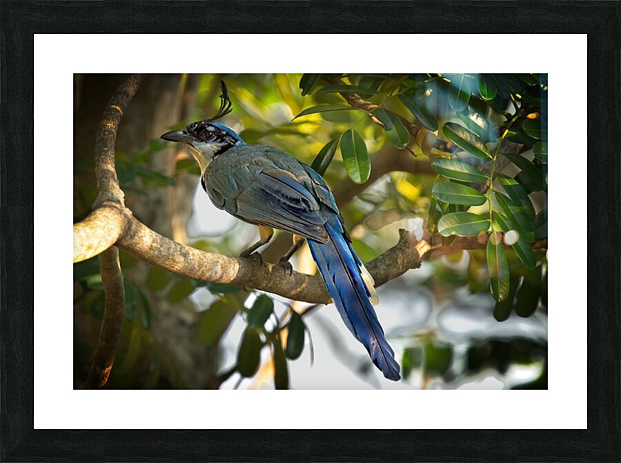 Blue-Crest Sentinel Picture Frame print