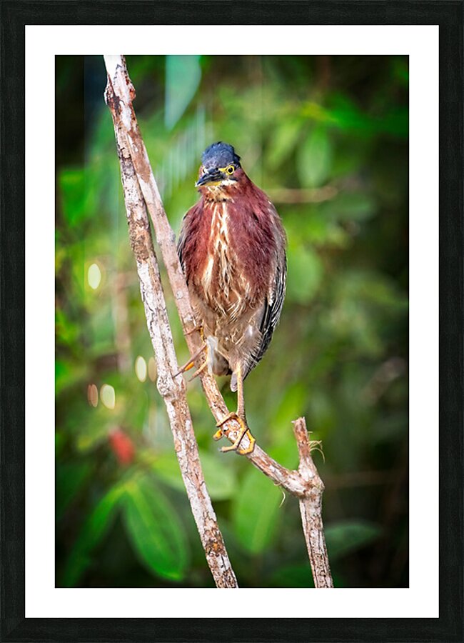 Little Forest Acrobat Impression et Cadre photo