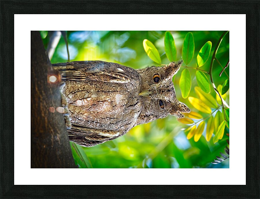 Silent Sentinel Impression et Cadre photo