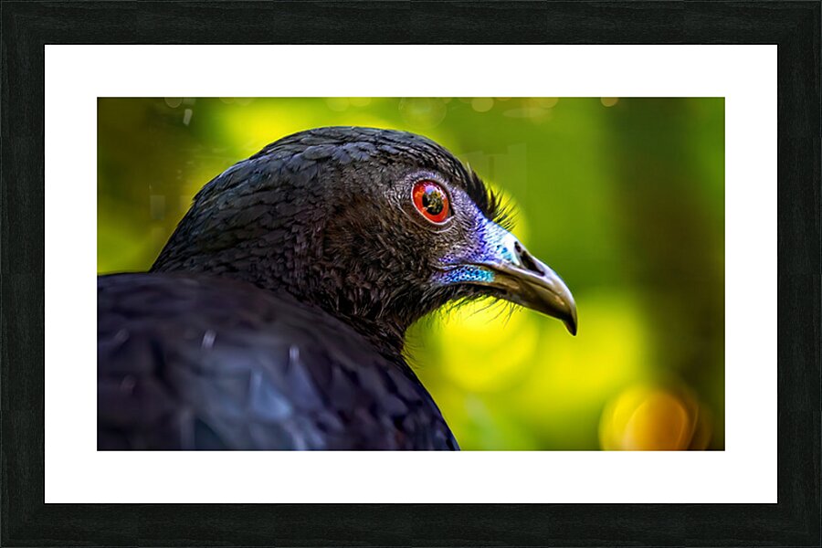 Midnight Gaze Picture Frame print