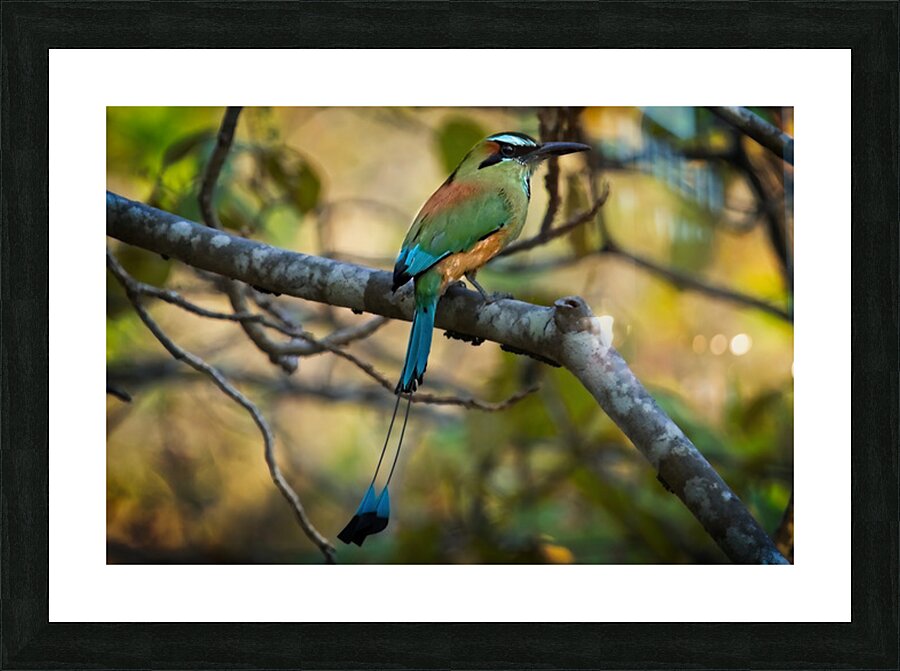 Tropical Whisper Picture Frame print