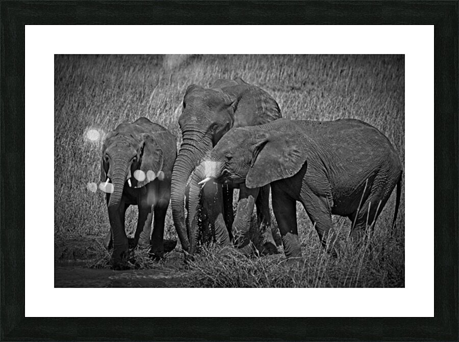 Elephants at the Waterhole Picture Frame print