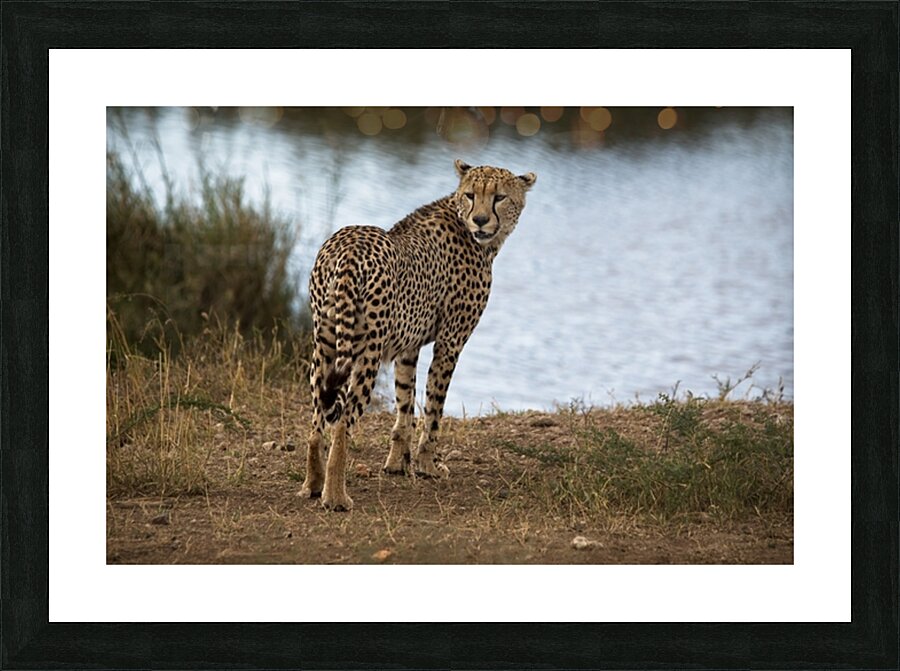 Cheetah by the Water Picture Frame print