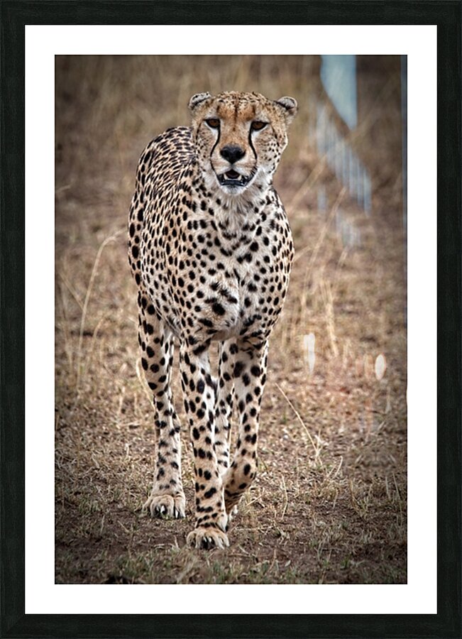 Cheetah Walk Impression et Cadre photo