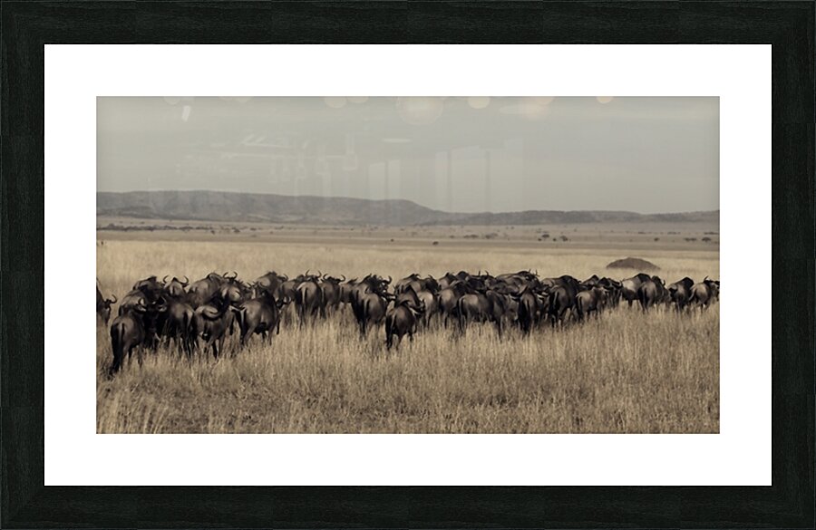Wildebeest Migration Line Impression et Cadre photo