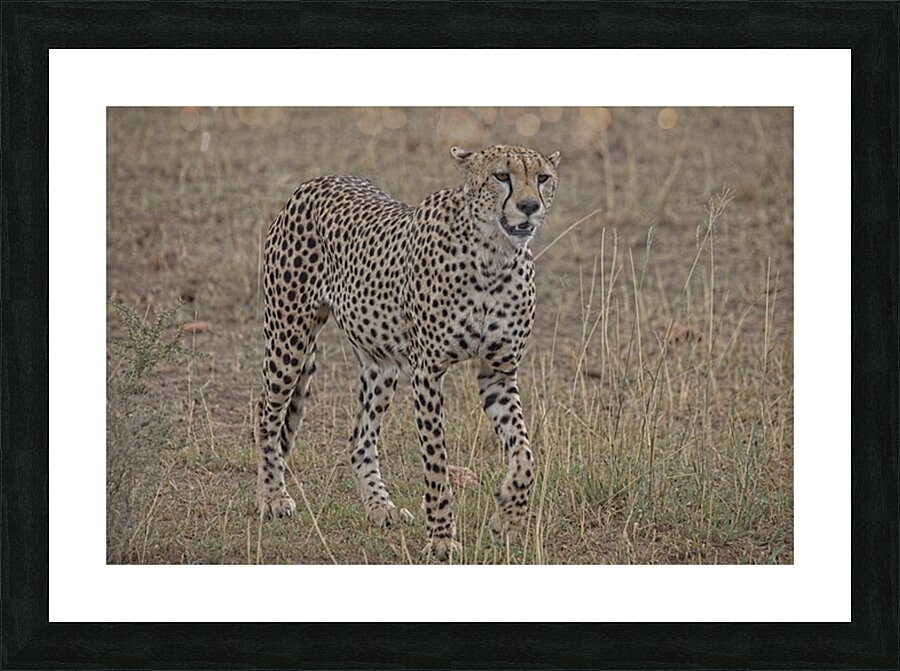 Cheetah on Patrol Impression et Cadre photo
