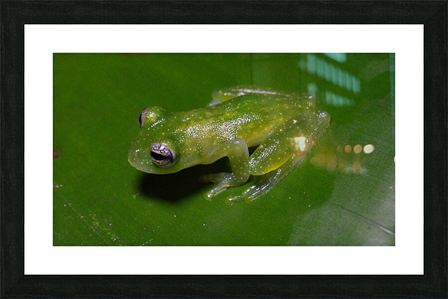Glass Frog on Leaf Picture Frame print