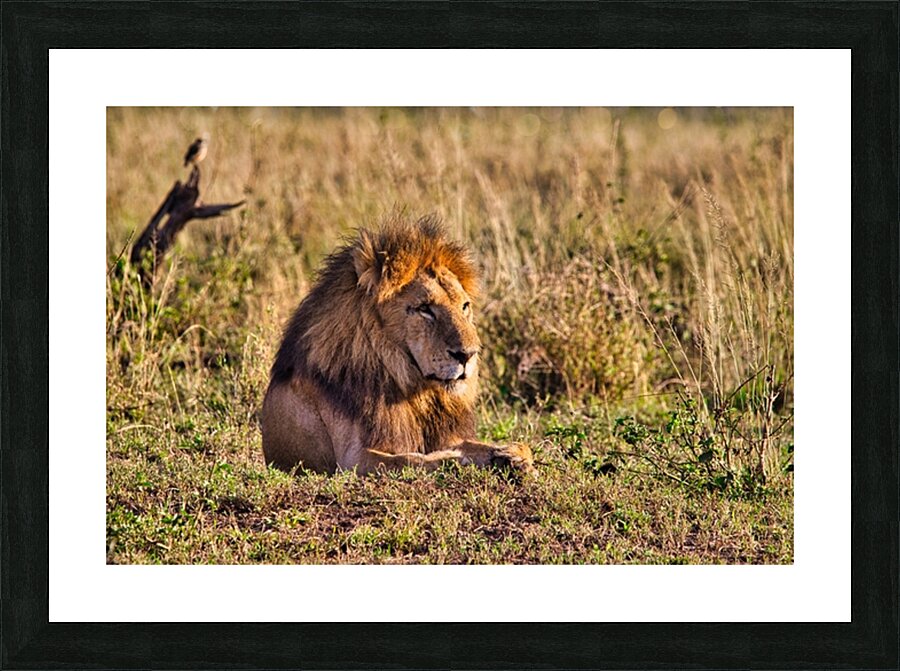 Majestic Morning King Picture Frame print