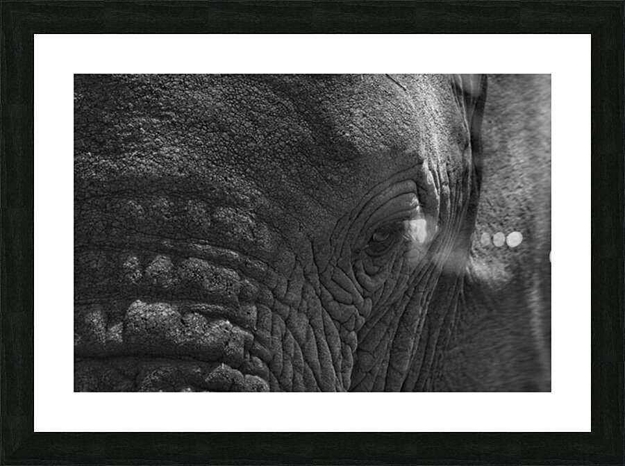 Wisdom in the Wrinkles Picture Frame print