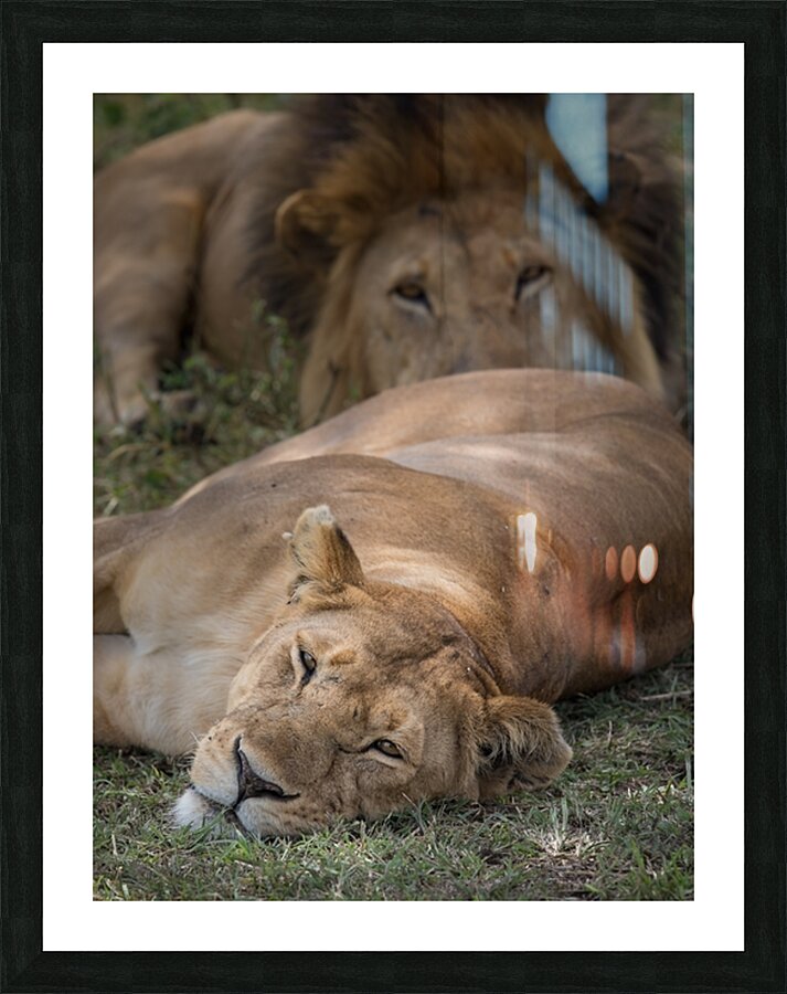 Royal Rest Impression et Cadre photo