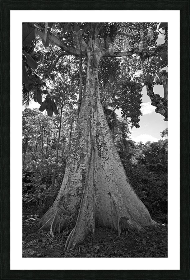 Roots of Time Picture Frame print