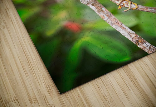 Little Forest Acrobat Chirag Pandya puzzle