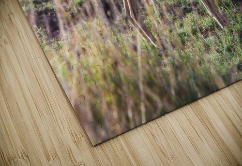 Jackal in the Grass Chirag Pandya puzzle