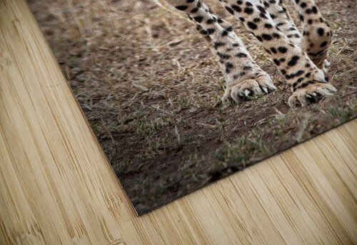 Cheetah Walk Chirag Pandya puzzle