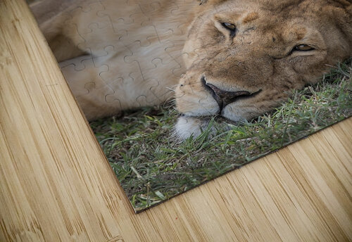 Royal Rest Chirag Pandya puzzle