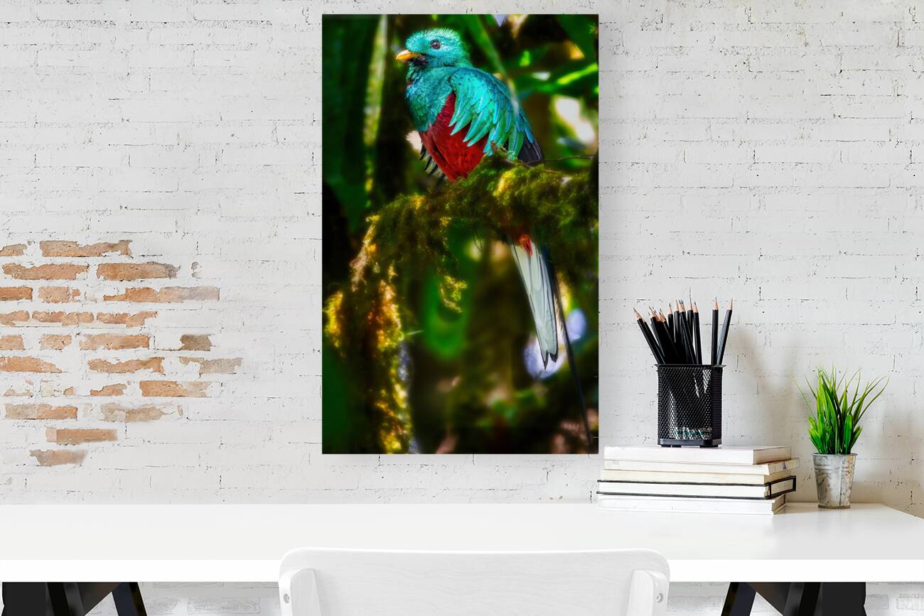 Jewel of the Cloud Forest Reproduction