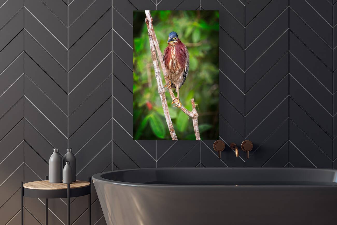 Little Forest Acrobat Reproduction