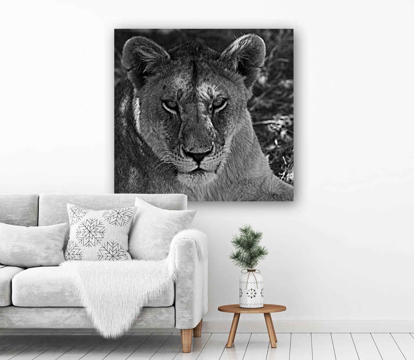 The Lioness Stare Reproduction