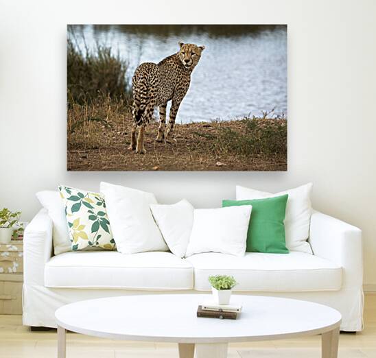 Cheetah by the Water Reproduction