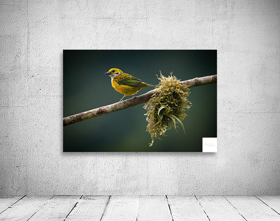 Golden Morning Song Wall Preview