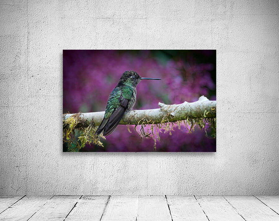 Quiet Jewel Wall Preview